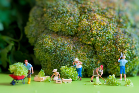 Group of farmers harvesting a giant cauliflower  Macro photographyの写真素材