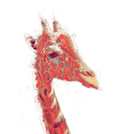 Giraffe portrait, hand drawn illustration. Isolated.の写真素材