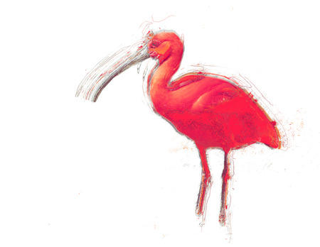 Hand drawn sketch of a red tropical bird. Isolated.の写真素材