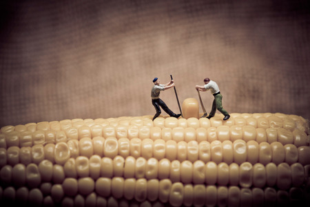 Corn maize harvest. Color tone tuned. Macro photoの写真素材