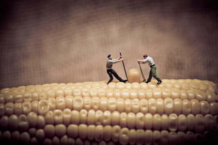 Corn maize harvest. Color tone tuned. Macro photoの素材 [FY31056221036]