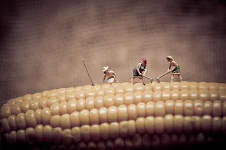 Miniature farmers at corn field. Color tone tuned. Macro photoの写真素材