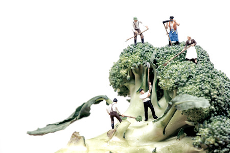 Farmers crew harvesting broccoli crowns.の写真素材