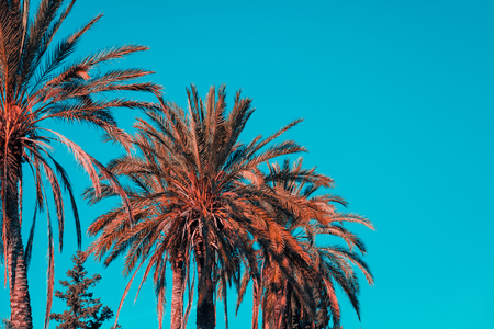 Palm trees against blue sky. Orange and teal effectの写真素材