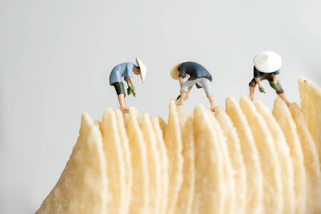 Miniature asian farmers preparing potato chipsの写真素材