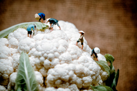 Asian farmers figurines on cauliflowerの写真素材