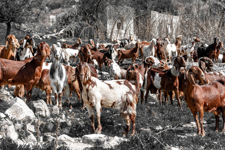 Goat herd in rural area of Cyprusの写真素材