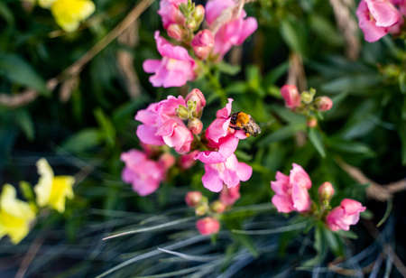 Honey bee collecting nectar on pink flower in the garden.の写真素材