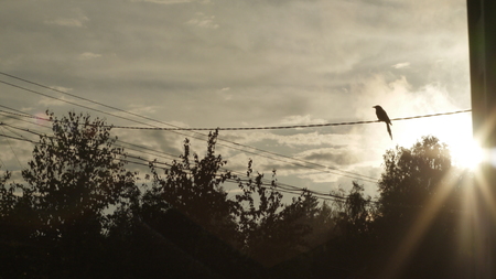 bird sitting on wires in the sunの写真素材