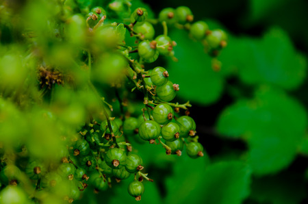 unripe currant bush close-upの写真素材