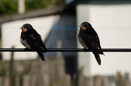 Two swallow sitting on a ropeの写真素材