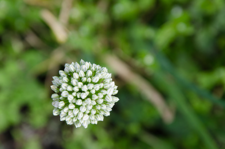 bud onion blossoms blurred backgroundの写真素材