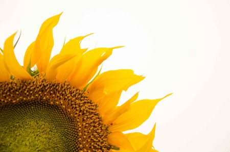 unripe yellow sunflower isolated halfの写真素材