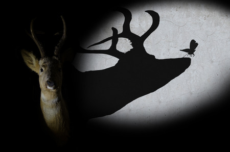 deer on a black background and shadow which represents kindness and lifeの写真素材