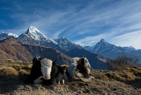 Yaks having a rest. Nepal, Himalaya.の写真素材