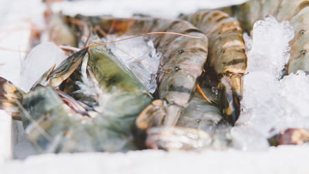 fresh big shrimps in ice close-up .の写真素材