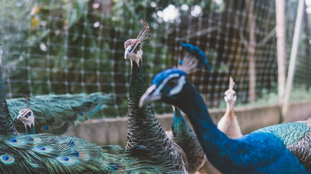 exotic peacocks in the open-air cage close-up. Portrait of a peacock close-up.の写真素材