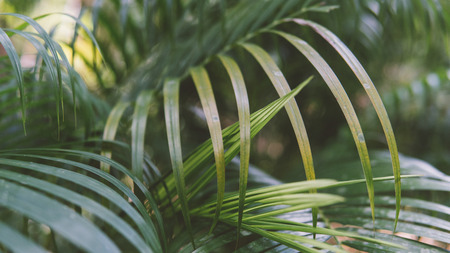 texture of the leaves of the palm close-up. Wild nature of thailand