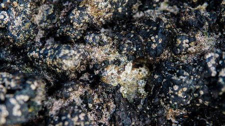 Volcanic beaches and reefs of the Canary Islands. Volcanic islands of Spain.