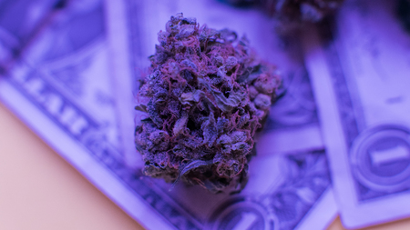 Packed in a plastic bag buds of purple haze marijuana . Designer strains of marijuana