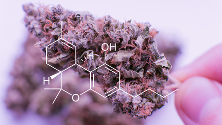 super macro photo of the buds marijuana. The concept of therapeutic marijuanaの写真素材