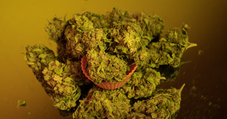 Healing medical strains of cannabis marijuana close-up. Legalize freedom
