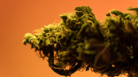 Marijuana buds in rasta mans hands close-up .medical marijuana dispensary conceptの写真素材