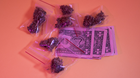 Closeup of trichomes on marijuana. Small business marijuana dispensary in United States.の写真素材
