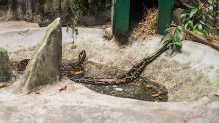 python in terrarium close-up. 
Vietnamese Ho Chi Minh Zooの写真素材
