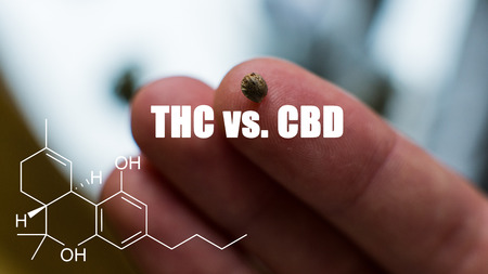 marijuana seeds close-up. Healthy cannabis seeds for millenial peopleの写真素材