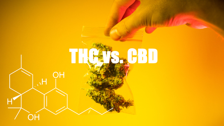 Closeup of trichomes on marijuana. Small business marijuana dispensary in United States.の写真素材