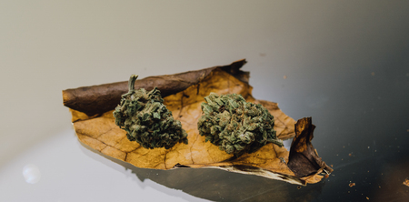 weed blunt close-up.
two buds of marijuana lying on a cigarette sheetの写真素材