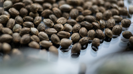 marijuana seeds close-up. Healthy cannabis seeds for millenial people