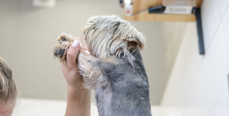 dog haircut in the salonの写真素材