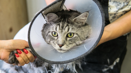 Maine Coon professional grooming close-up.の写真素材