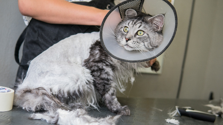 Maine Coon professional grooming close-up.の写真素材