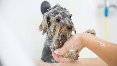 bathing york in a professional beauty salon for dogsの写真素材