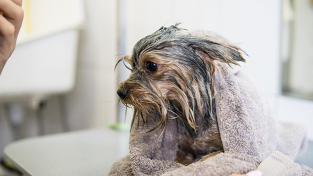 Bathing Yorkshire Terriers by professional Dog groomerの写真素材