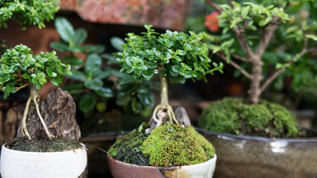 bonsai tree collection for sale close-upの写真素材