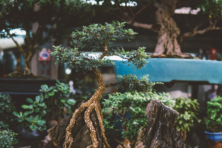bonsai tree collection for sale close-upの写真素材