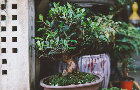 bonsai tree collection for sale close-upの写真素材