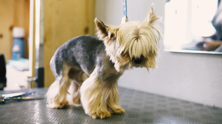 dog haircut in the salon. care for yorkshire terriersの写真素材