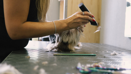 dog haircut in the salon. care for yorkshire terriersの写真素材