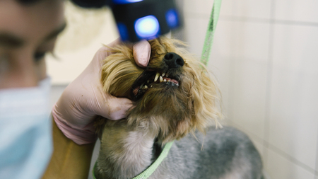 care for yorkshire terriers close-upの写真素材