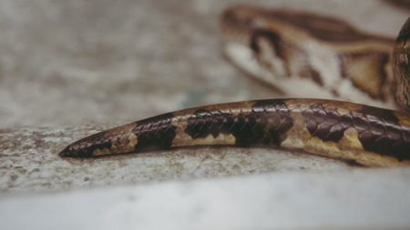 tropical python at the zoo. Dangerous reptiles on planet earth