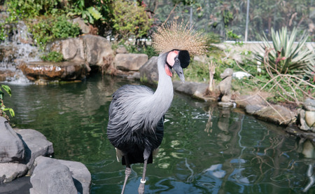African Crowned Crane in the Zooの写真素材