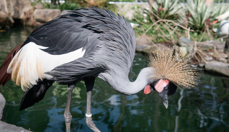 African Crowned Crane close-upの写真素材