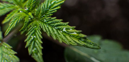 Growing medical marijuana indoor super close-up . How to Grow Marijuana Indoors concept