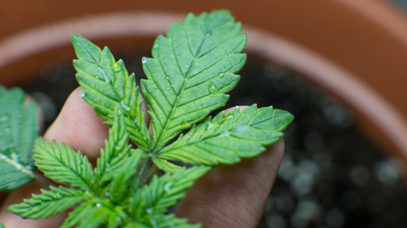 Water management and plant care - vegging process with marijuana. Plants 
watering processの写真素材