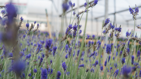 lavender in a greenhouseの写真素材